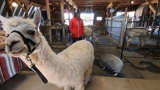 Take a look at the 'Alpacas of the southwest' in Kingman