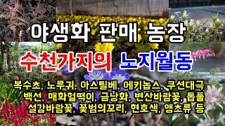 직접 재배해서 더욱 저렴하고 다양한 야생화 판매 농장 여주자연농원 - 경기도 여주시 세종대왕면 마장로 99-31 (010-7275-7508) #가드닝 #정원관리 #농사