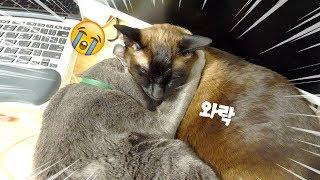 아우야... 사랑한다...! 멋지게 껴안고 자는 고양이들