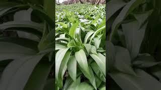 Wild Garlic (Allium ursinum) - #BlairvadachBytes