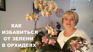 КАК ИЗБАВИТЬСЯ ОТ ЗЕЛЕНИ В ОРХИДЕЯХ..HOW TO GET OFF GREENS AT AN ORCHID VASE