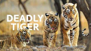 Tracking Down The Disappearing Tigers Of India | Wildlife Documentary