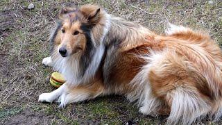 Rough Collie Jessie runs, plays and barks in the yard