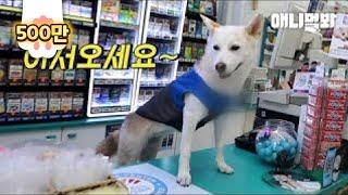 편의점 왔는데 알바생 얼굴이 강아지상이네요 (편의점 갯별이ㅋㅋ)ㅣDog Sir.. Can I Get Change, Please? dog working in 7 eleven