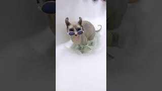 Sphynx Elf - Сфинкс Эльф 