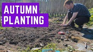 planting onions on the allotment garden/ allotment beginner