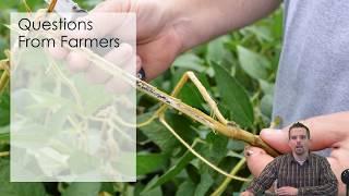 Integrated Approaches to White Mold Management