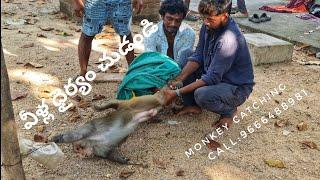 MONKEY CATCHING#CATCHING TECHNIC#CALL 9666488981