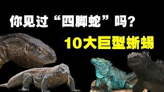 世界上最大的10种蜥蜴，你知道科莫多巨蜥有多可怕吗？【黑土日记】