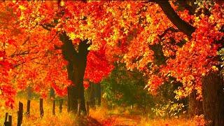 Instrumental Acoustic Folk Music, Relaxing Chill Guitar Music "The Golden Views of Autumn" Open Road