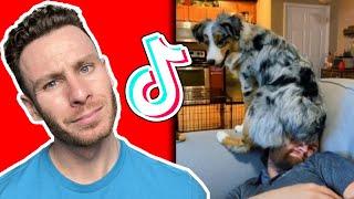 Dog trainer reacts to AUSTRALIAN SHEPHERD TikToks