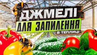 Джмелі для запилення в теплиці від Rosana Biological Solutions