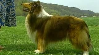 Collie - AKC Dog Breed Series