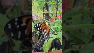 Heliconius ismenius. #mariposas #butterflies #butterfly