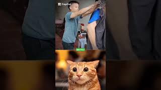 GIVE THIS VIDEO A TITLE Cat bombastic #funny #cat #catlover # popular # shorts