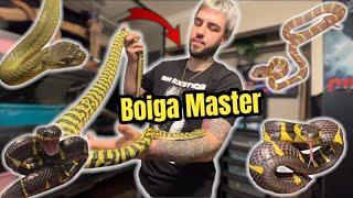 Tour of Solano’s Serpents Insane Rare Snake Collection of Boiga Mangrove Snakes