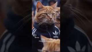 Слово Котана даю!!!