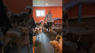 November Madness at Doggo Den