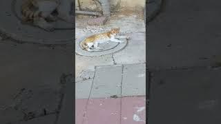 Рыжий пятнистый кот отдыхает  Cute red cat rest  Gato gracioso 猫 Kucing lucu 面白い猫 Lustige katze