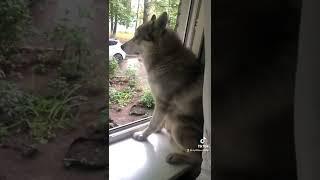 #shorts #добрый #друг #хаски #хаскивидео #хаскибандит #видеоархив
