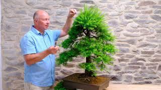 Pruning a Specimen European Larch Bonsai