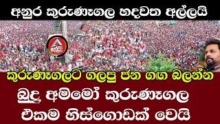 kurunagala/AKD/බුදු අමිමෝ කුරුණෑගලට ජන සුනාමියක්/අනුර කුරුණෑගල හදවත අල්ලයි/@ADARATANEWS