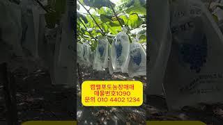 영동부동산포도농장매매#토지매매#임야매매#시골주택매매