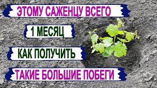  Узнай! Как ПОЛУЧИТЬ УРОЖАЙ винограда на ГОД РАНЬШЕ. Эти Саженцы растут быстрее своих однолеток.