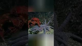 Морская звезда- "шведский стол"!