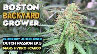 How To Grow Autoflower Cannabis Indoor | Mars Hydro FC4800 | Nutrient Feeding Ep.5