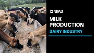 Queensland's dairy industry under threat as farmers sell up | ABC News