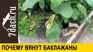  Почему вянут баклажаны и что с этим делать - 7 дач