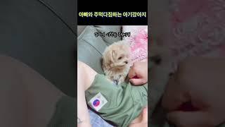 아빠 vs 아기강아지 주먹다짐 