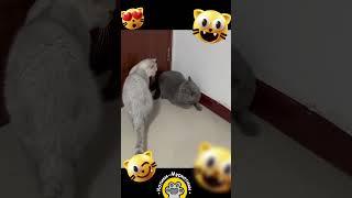   FUNNNY CATS !!!     #animals #cats #funnycats #pets #funnypetvideos 