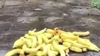 حال الكيزان