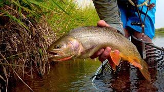 Guides Day Off in Idaho - Technical Dry Fly Fishing to big Cutthroat