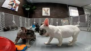 French Bulldog TV