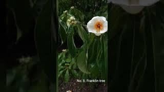 extinct flowers #save tree