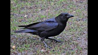 12/14/22 Segments on Crow Behavior & Agritourism at Howling Wolf Farm