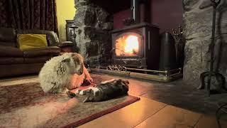 Cat Comforts Sick Lamb