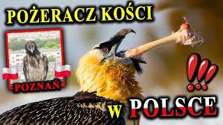 Kościożerny Ptak na Osiedlu w Poznaniu! - ORŁOSĘP - Jak Trafił do Polski?