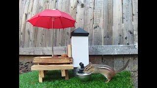 Chipmunk drinking water from a fountain! (The Adventures of Mellie the Talking Chipmunk)