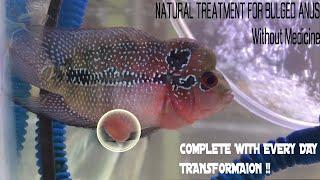 Treating Flowerhorn with Prolapsed (Bulged) Anus Disease!! || MY EXPERIENCE OF TREATING FLOWERHORN !