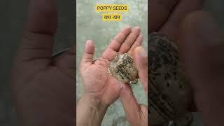 EXTRACTING KHAS - KHAS FROM OPIUM POPPY | POPPY SEEDS