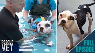 Biggest transformation of emaciated rescue dog | Rescue Vet with Dr Scott Miller