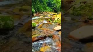 Aquatic Bliss / Crystal-Clear River Flow / melodic water / oasis / greenery / village life, #shorts