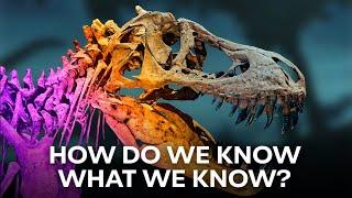 Facts and Fossils | The Light of Evolution - Episode 2