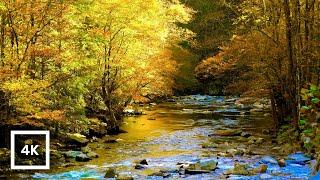 4K Autumn Forest River Ambience | Gentle Creek & Nature Sounds | Relaxing for Sleep