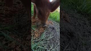 Pinky Red Piggy Pig  Willbered Eating Breakfast #pet