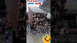 Amazingly, I never watched it before #shorts #birds #trending